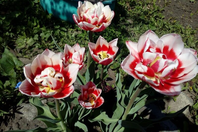 Подкормка тюльпанов весной для цветения. Подкормить тюльпаны. Тюльпан пышный пышный. Тюльпаны удобрение для пышного цветения. Тюльпаны поливают.