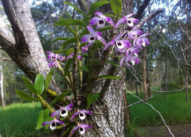 Дендробиум в природе. фото https: zooclub.org.ua