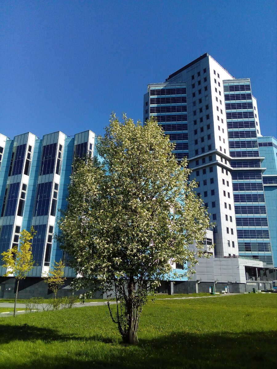 Такая же черемуха душистая растёт у нас на даче.