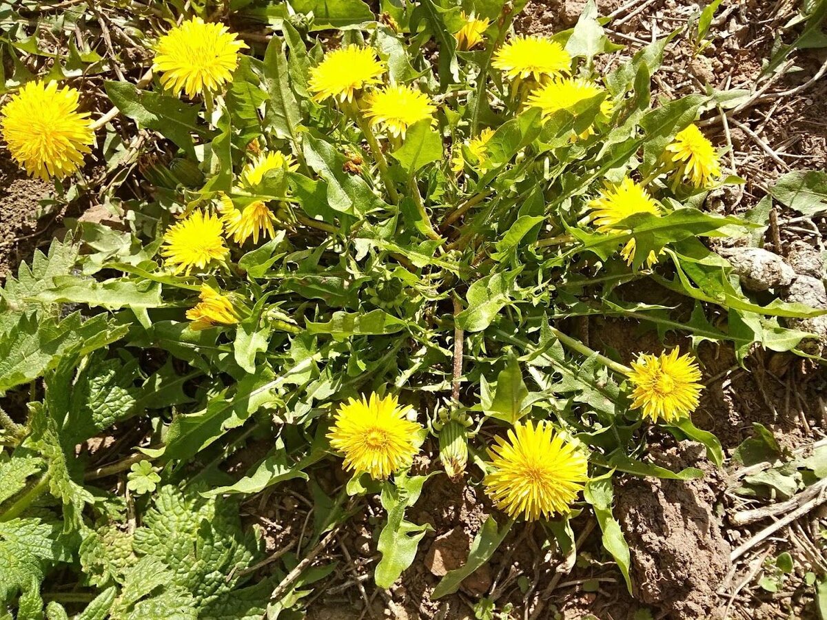 Вот он - герой нашего повествования!