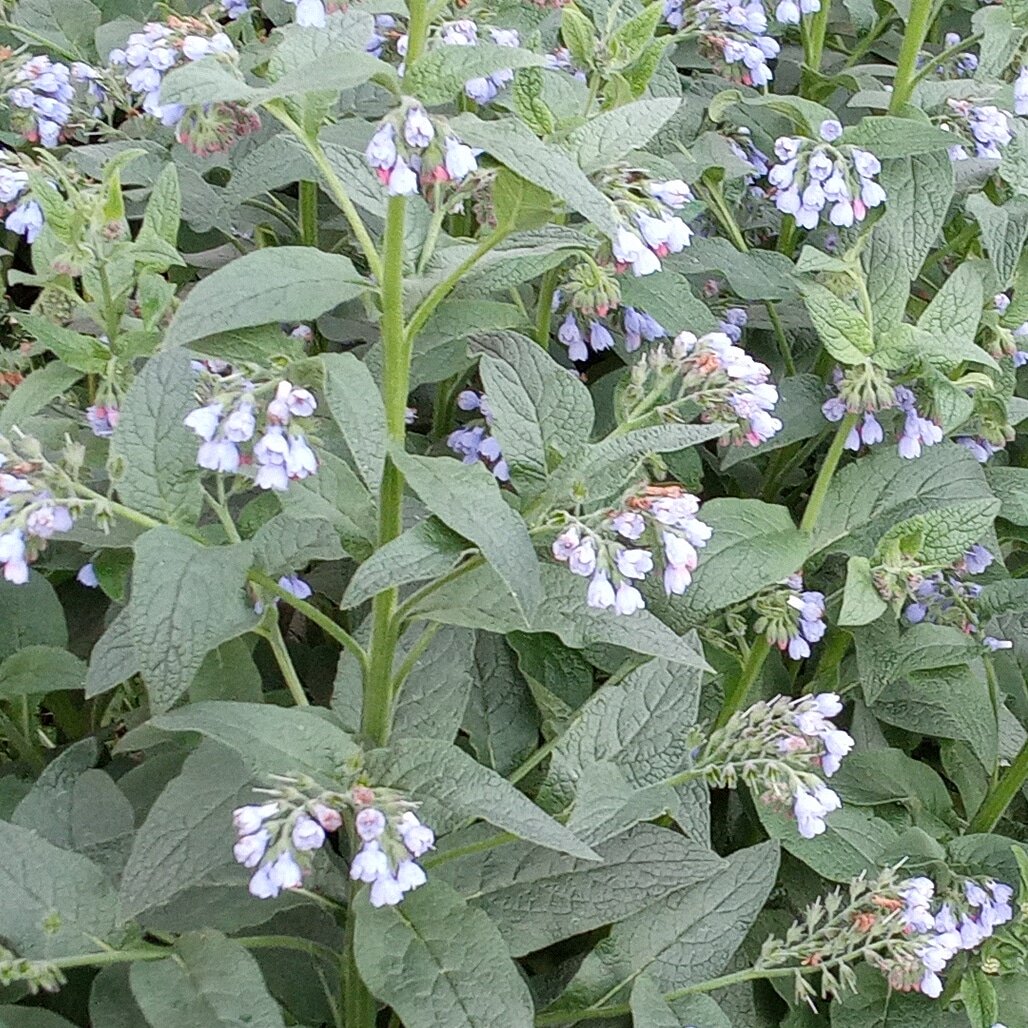 ПОКОЙ, РАДОСТЬ , ЛЮБОВЬ  --  НАШЕ  ЕСТЕСТВЕННОЕ  СОСТОЯНИЕ .  ПРОСТОЕ СОЗЕРЦАНИЕ  КРАСОТЫ ЭТОГО  МИРА НАПОЛНЯЕТ  НАС) 