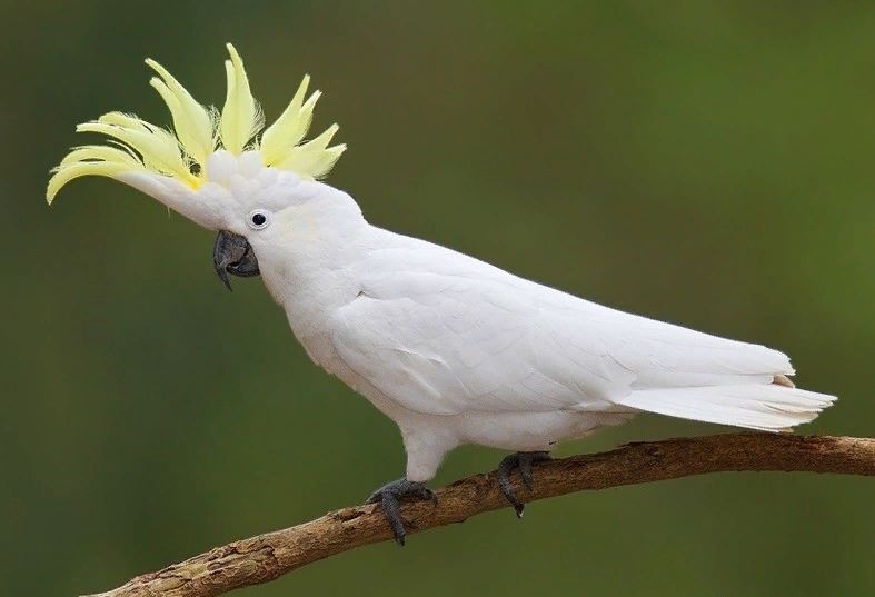 mowhawk penguin photography - Google Search Cockatoo, Pet birds, Australian bird
