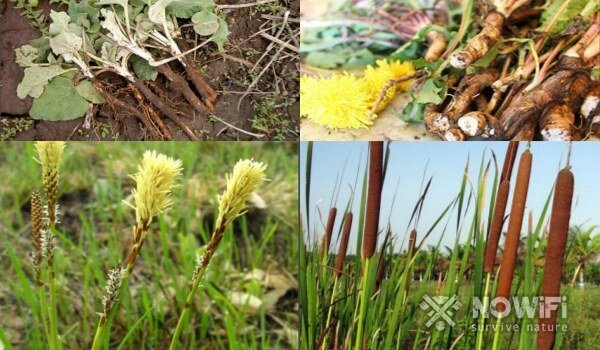 Растения, которые помогут вам выжить в лесу 