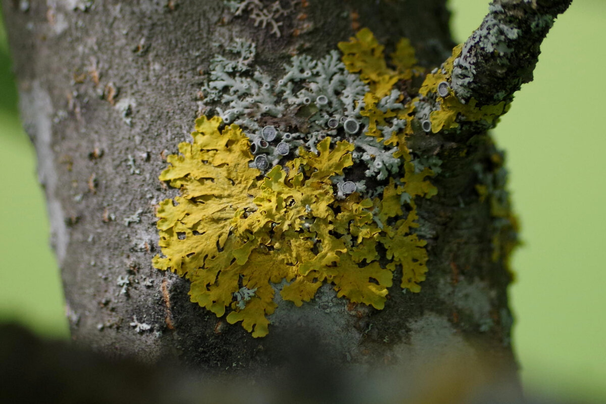 Xanthoria parietina и Physcia stellaris на стволе яблони, Юг Финляндии