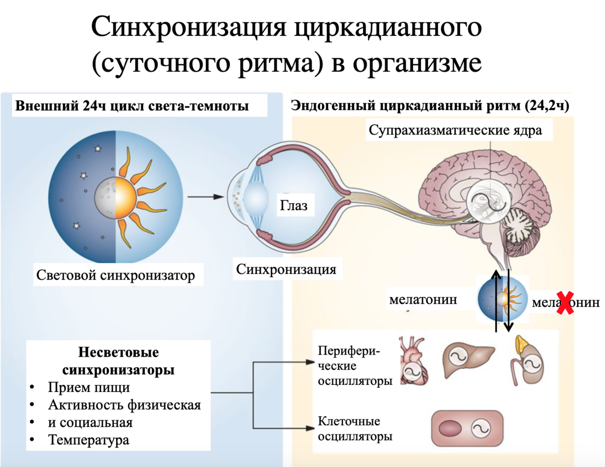 Схема синхронизации суточных ритмов под влиянием освещения. Дополнительные несветовые синхронизаторы - прием пищи, активность, температура. 