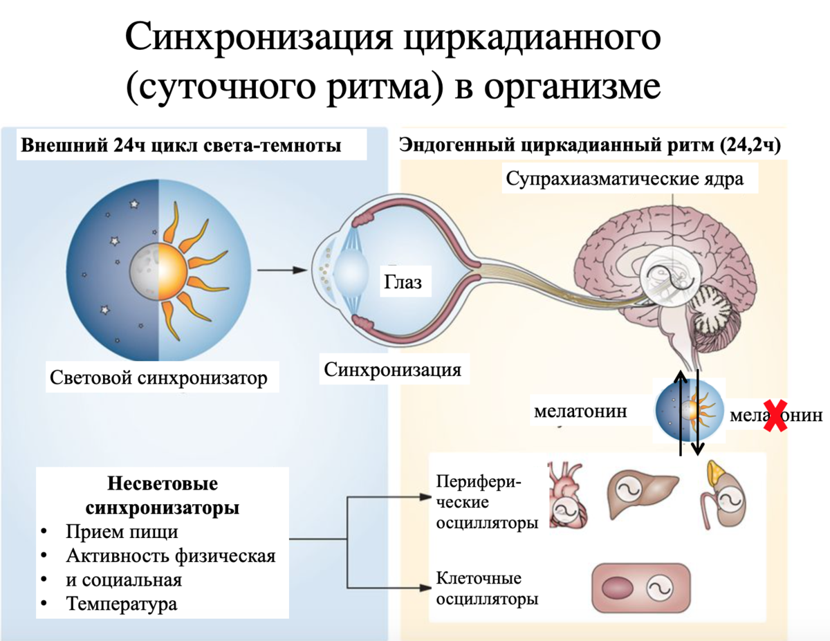 Летнее солнцестояние | Cомнолог Михаил Бочкарев | Дзен