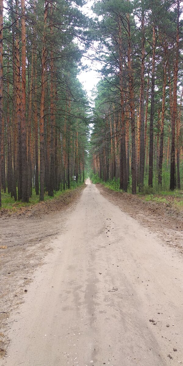 Дорога в лесу заповедном в Ордынском районе. Июль 2020 г.