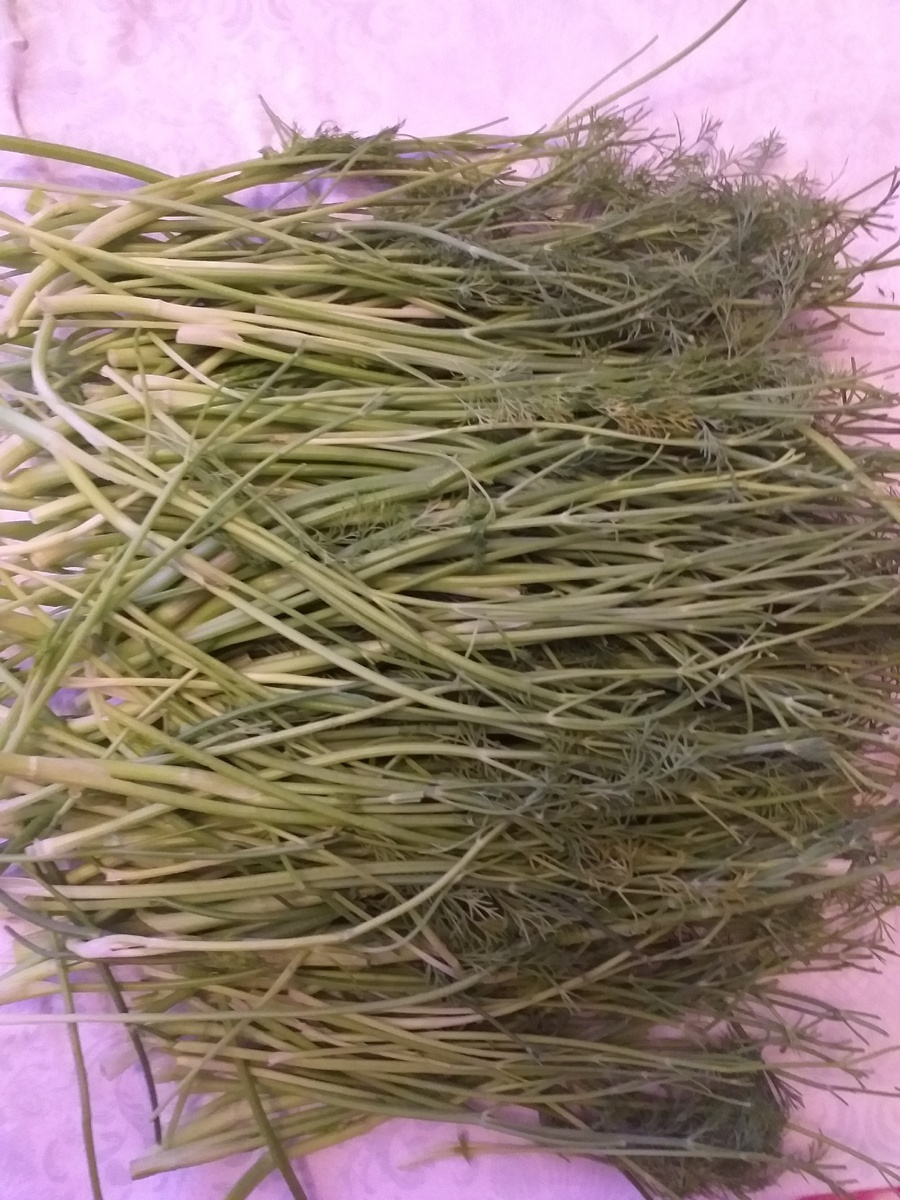 укроп вымытый и высушенный