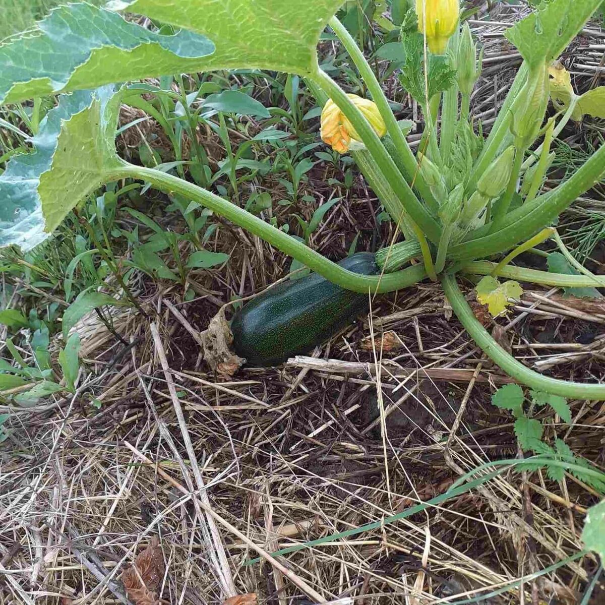 Первые плоды :))