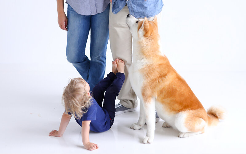 Говорят, что человек, который однажды держал собаку, уже не сможет без нее жить. Фото @kinologsmirnov.ru