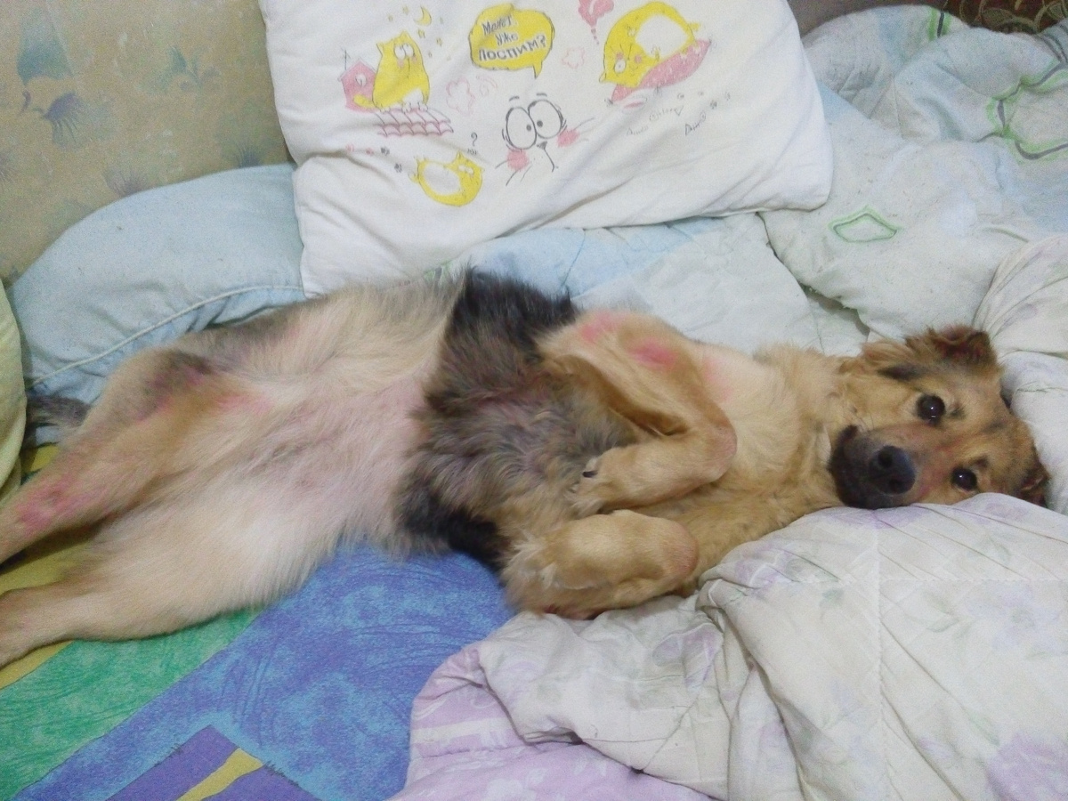 лежу- лечусь