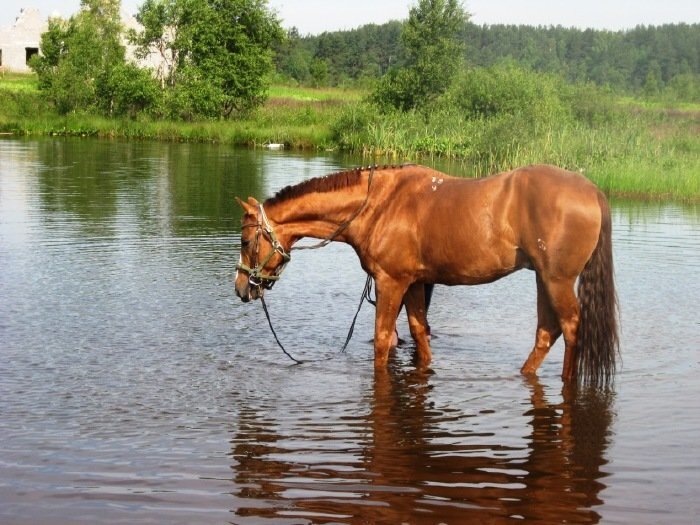Коня река
