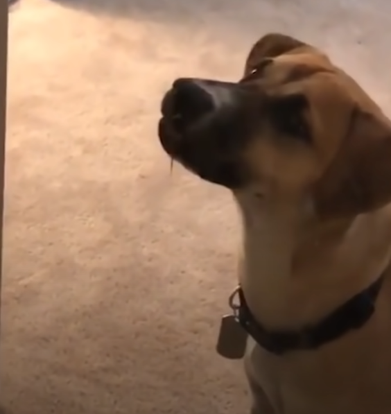 Забавные животные