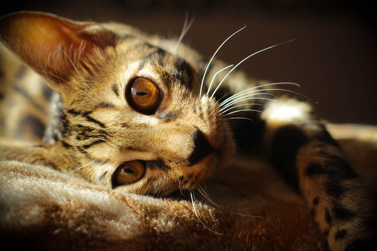 Бенгальский котёнок Соня. 