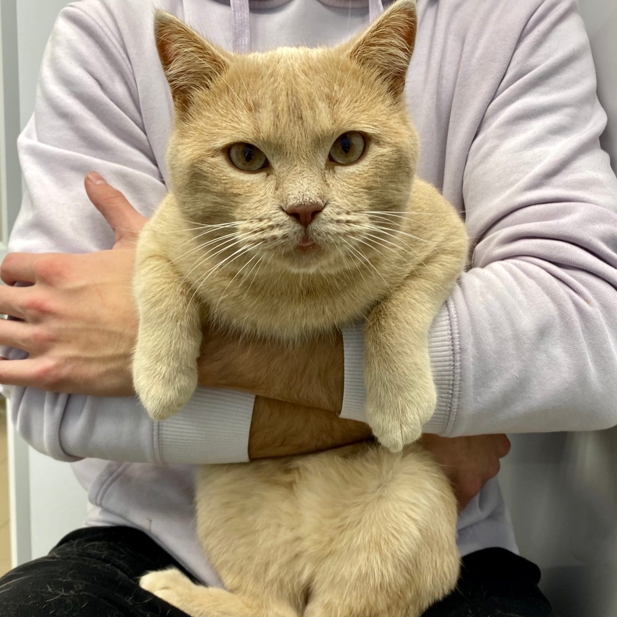 Прямоухий шотландец Барсик.