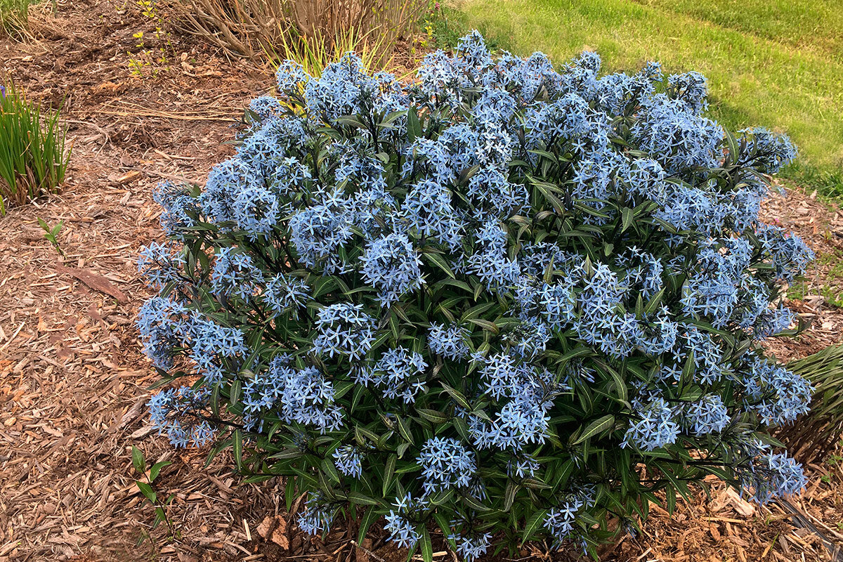 Amsonia tabernaemontana ‘Storm Cloud’, Zones 3-9 - источник фото www.finegardening.com