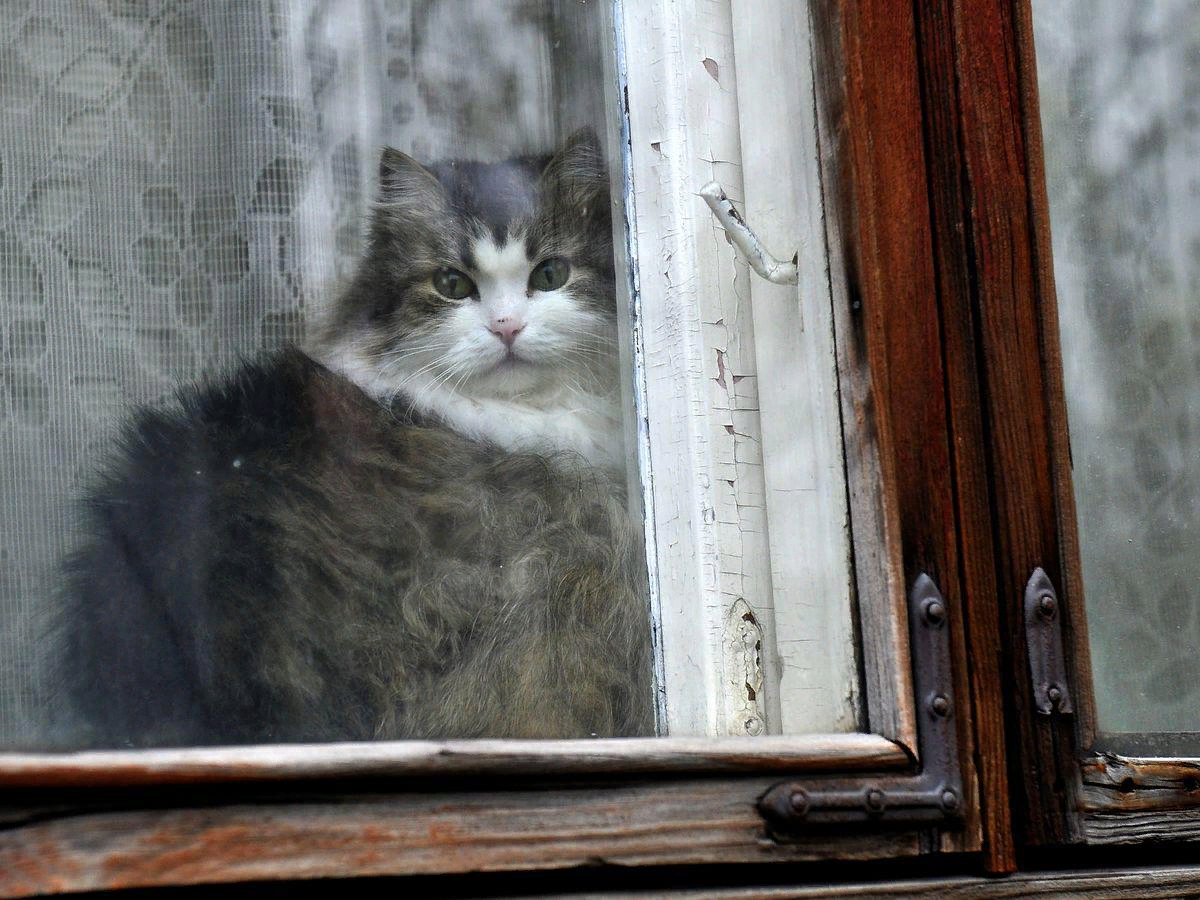 Котик ждет. Кот ждет стирку. Кот ждет время. Котик ждет ответа.