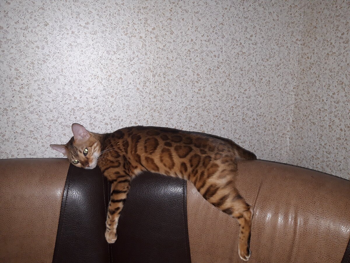 Наша девочка