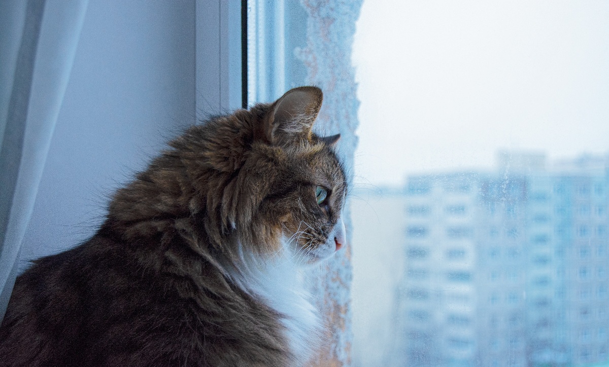 Барсик на момент (17.02.2021) 