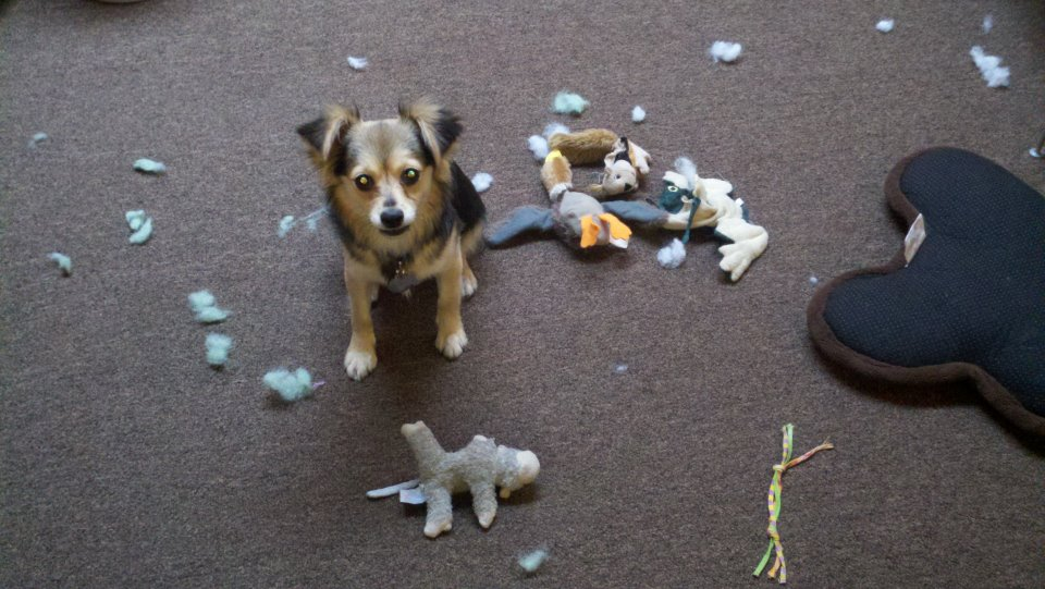 Собака съела своих щенков. Собака разгрызла игрушку. Собака порвала игрушку. Собака сгрызла туфли.