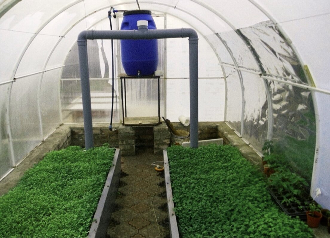 Сидераты в теплице 