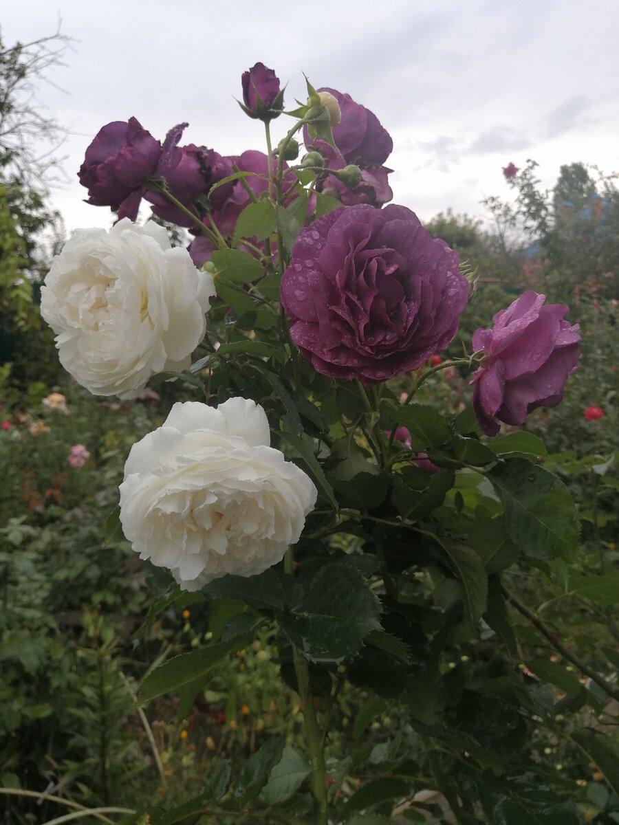 Э÷Розы Минерва и Винчестер Касидрел. Фото автора. 