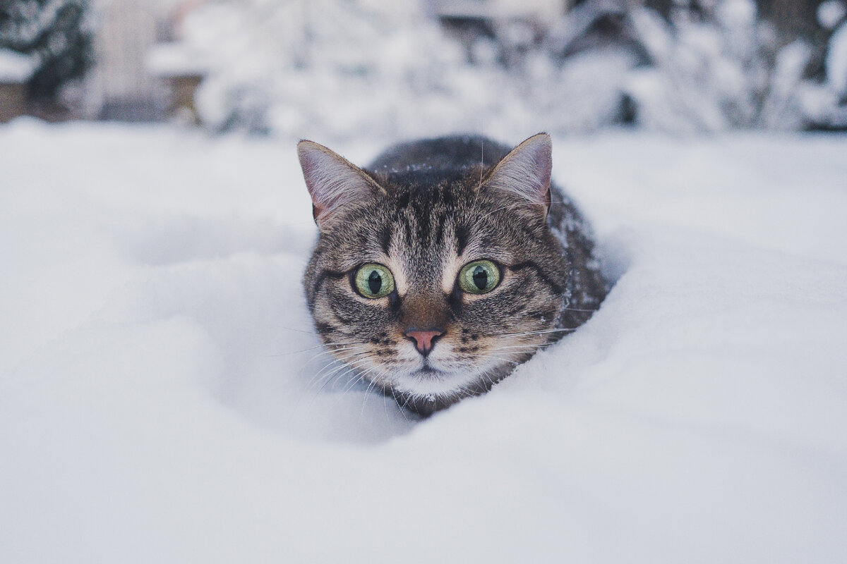 Кот и холод несовместимы | О котах | Дзен