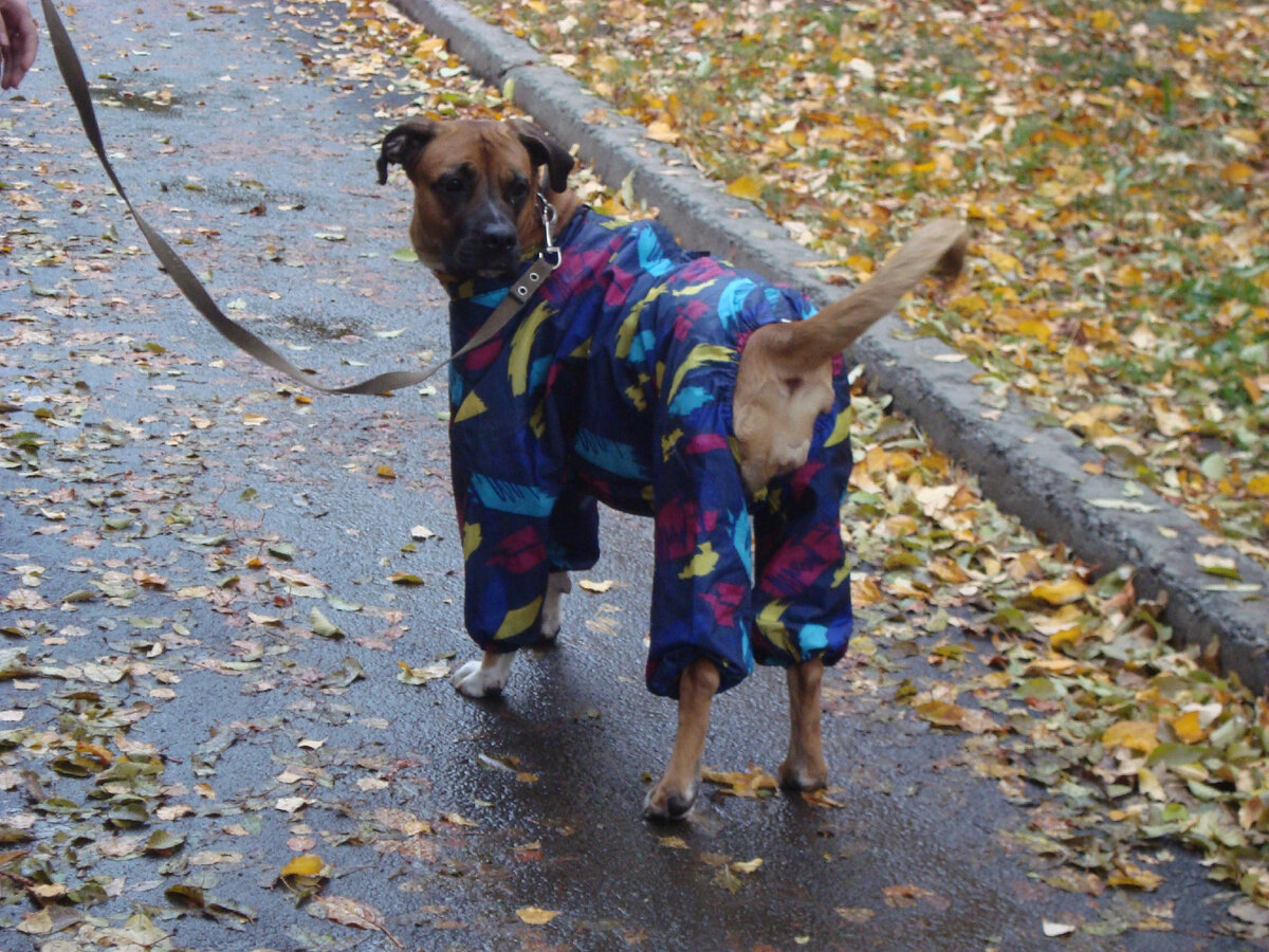 Бэсси. Фото автора