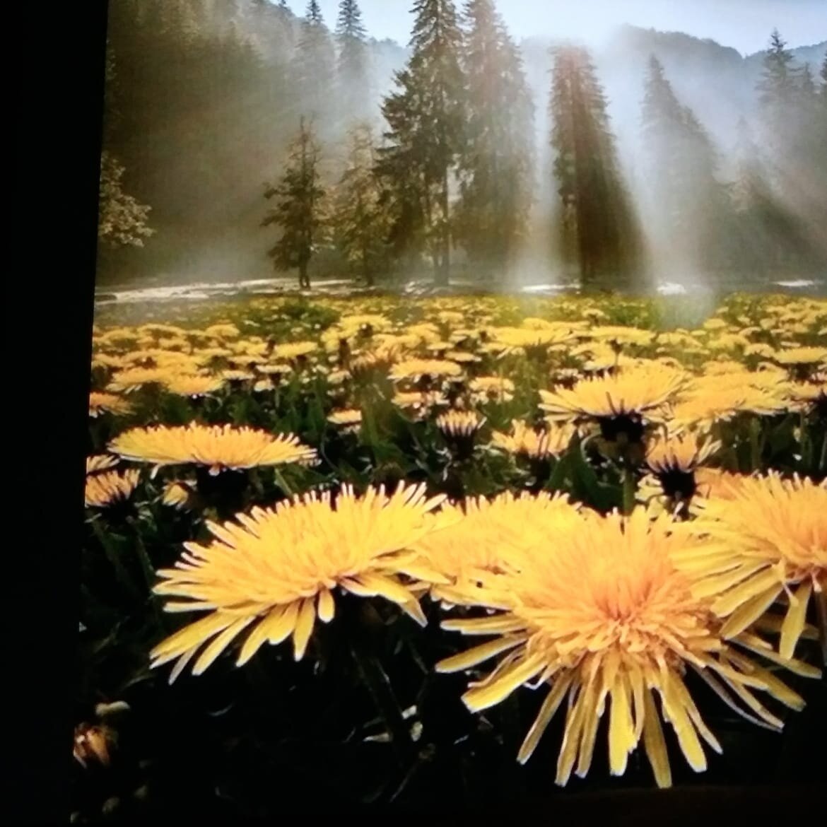 Эта картина поражает красотой! /Но кому-то, благодаря аллергии, это, увы, не в радость..