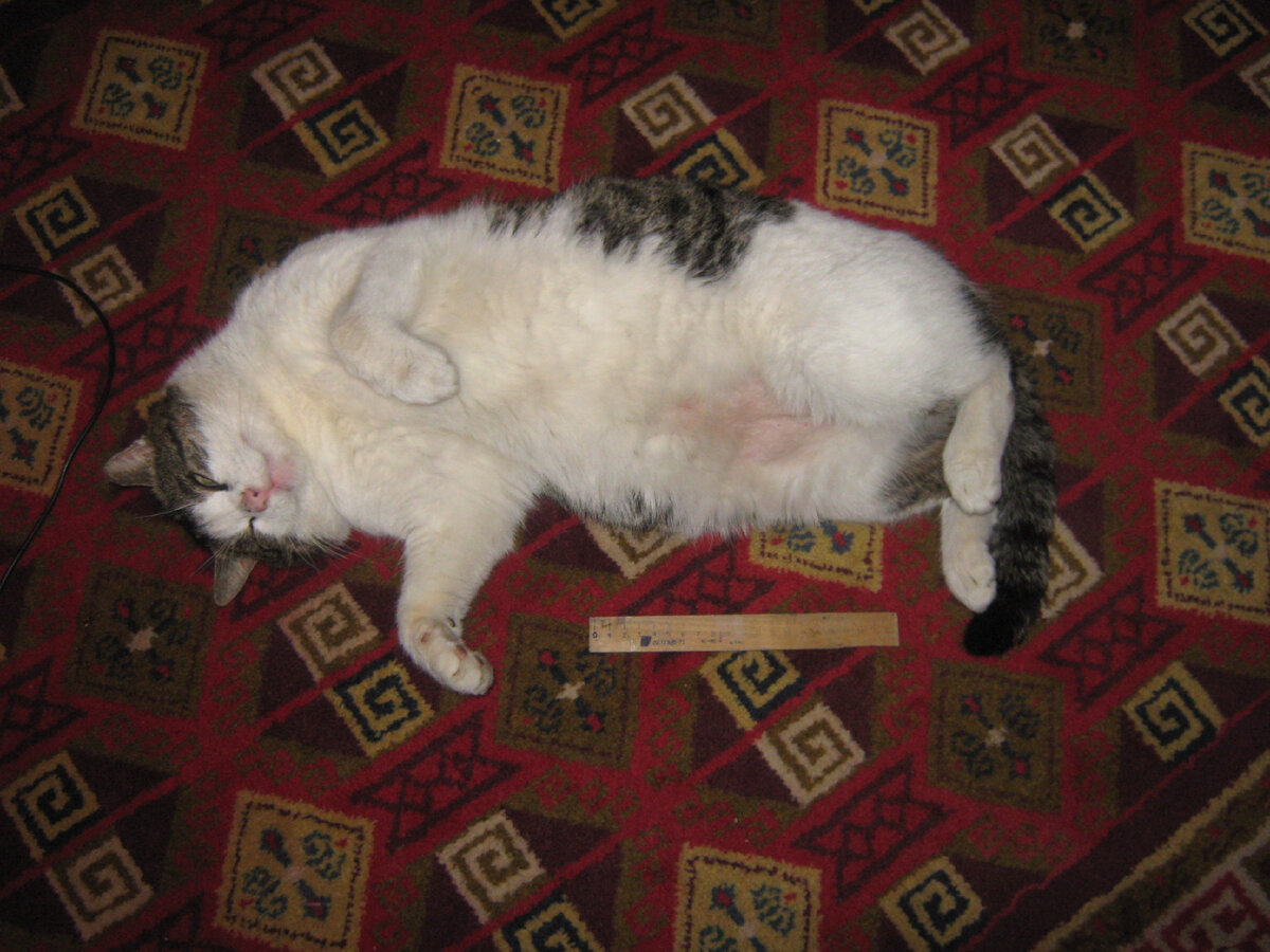 У этого увальня в предках были какие-нибудь медведи))) Фото мое.