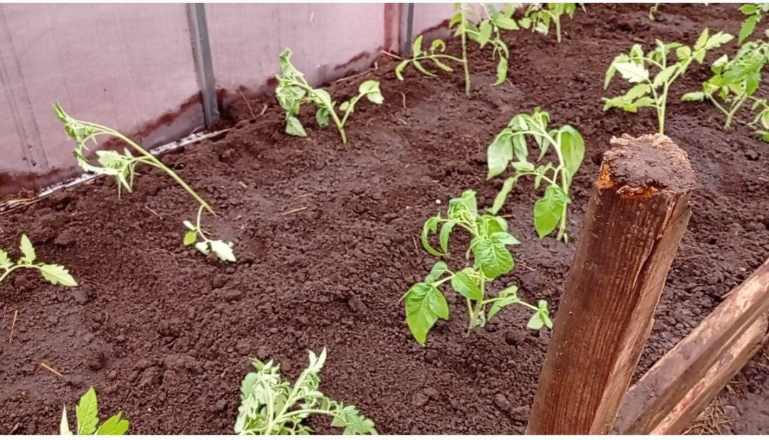 Мои помидоры. 