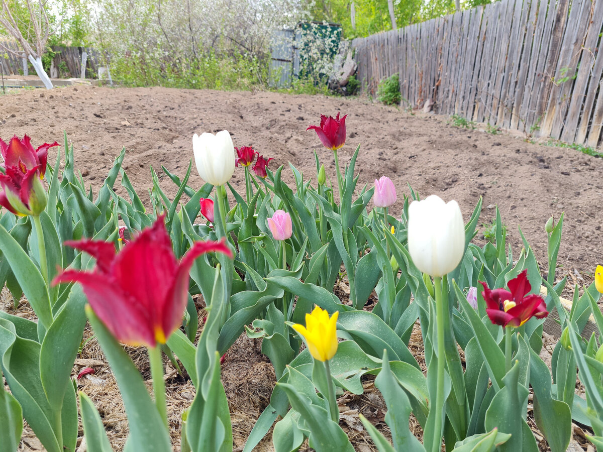 И такое можно вырастить у нас, если сильно захотеть