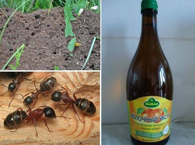 Как избавиться от муравьев: борная кислота и еще 14 средств