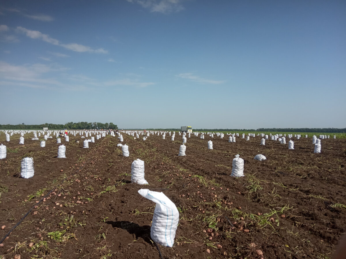 Фото автора Так выглядит поле спустя два часа работы