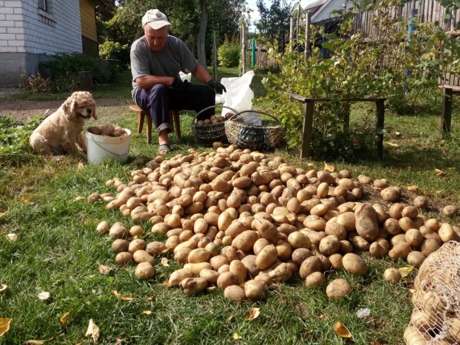 Урожай картофеля
