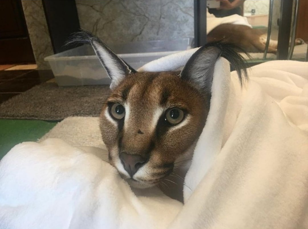 БУ! Испугался?)