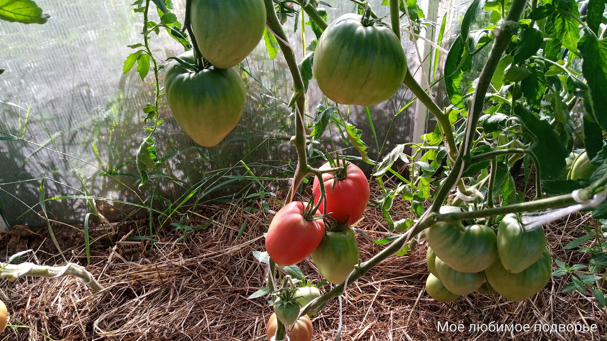 Дедушкино петушиное пёрышко