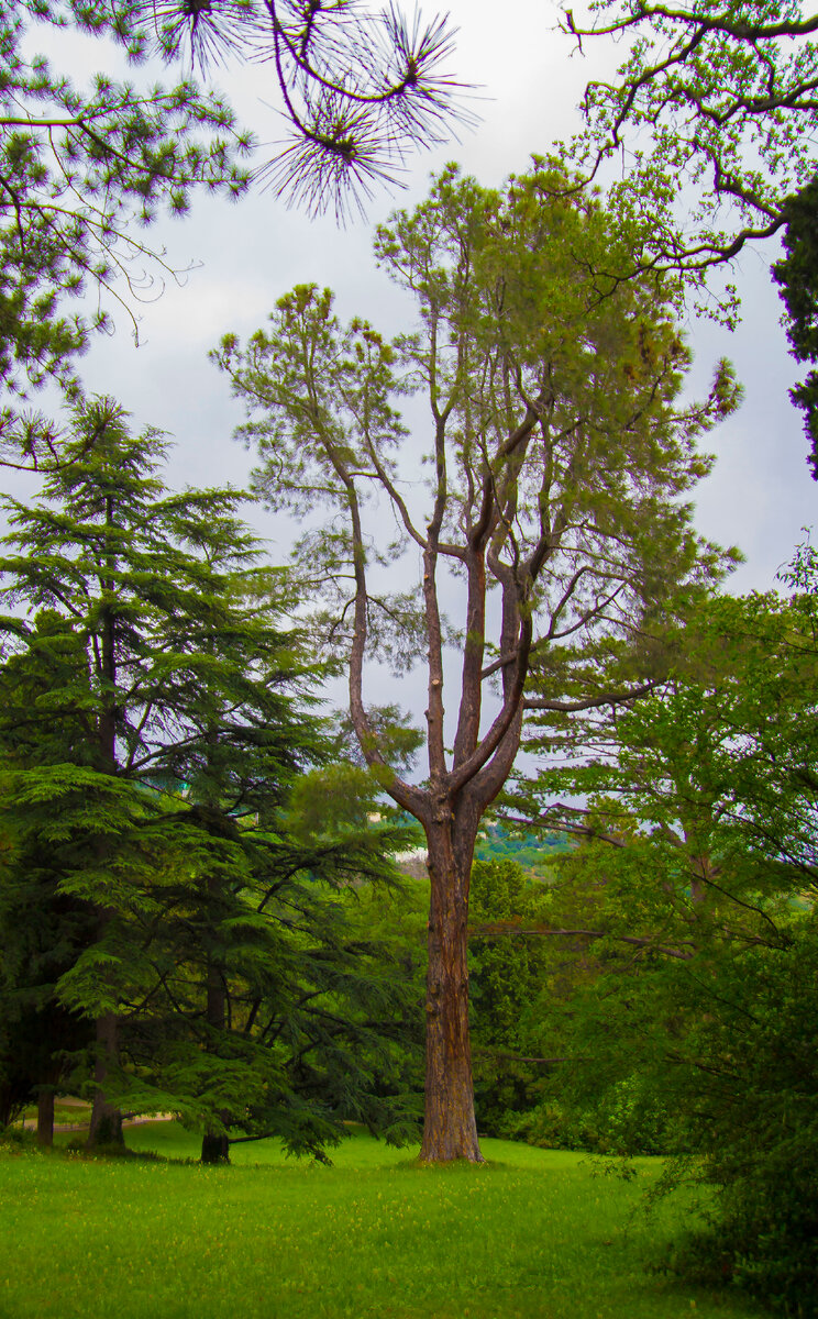 дерево ,неизвестное мне, но похожее на крымскую сосну