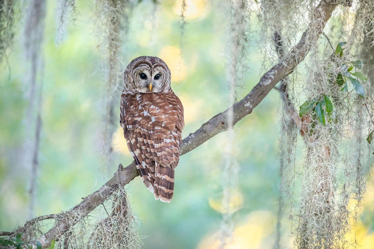Пёстрая неясыть. Фото автора статьи Келли Луики (Kelley Luikey) с сайта audubon.org