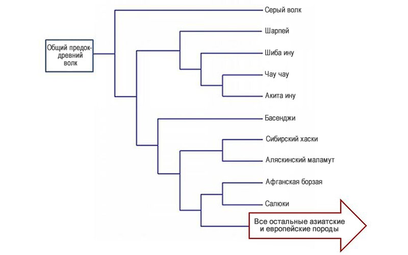 Древние породы собак существенно отличаются от современных, являющихся продуктом контролируемой практики разведения с викторианской эпохи. Источник: Stanley Coren/SC Psychological Enterprises