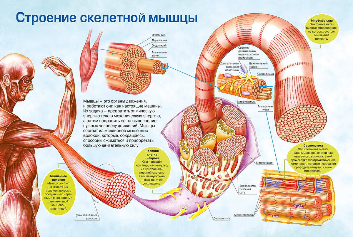 Схема строения скелетного мышечного волокна