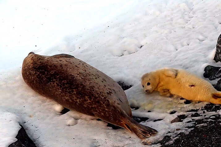 Кадр из видео Игоря Катина