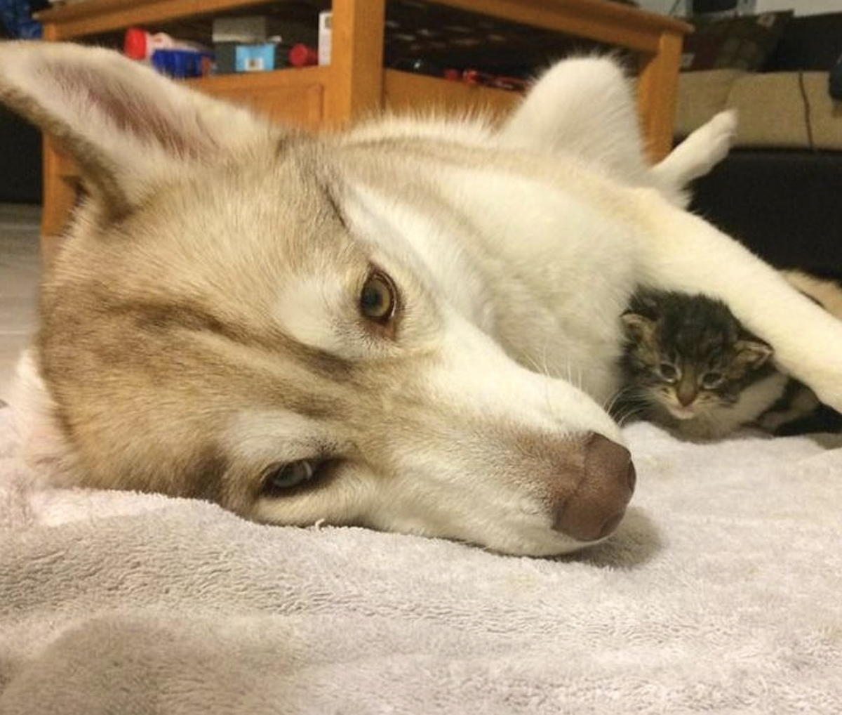 Кошка лайка. Хаски и кот. хаски и кошка. лайка собака и кошки. лайкой кошка.