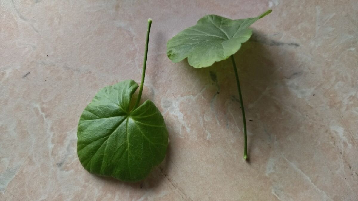 Размножение пеларгонии листом. Фото автора