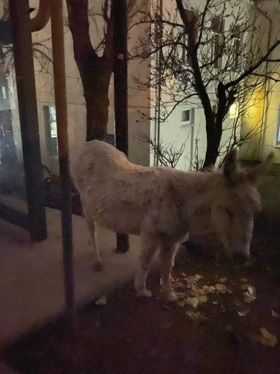 Фото из соцсетей
