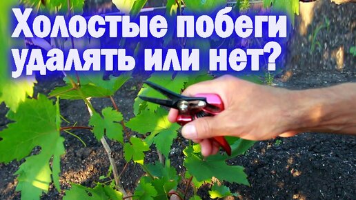 Холостые побеги удалять или нет?