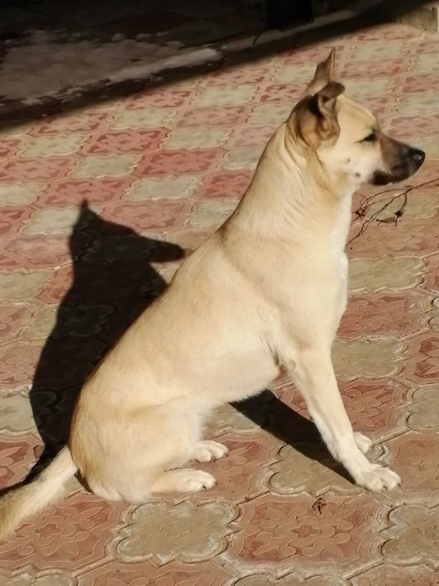 Так выглядит Найда сегодня.