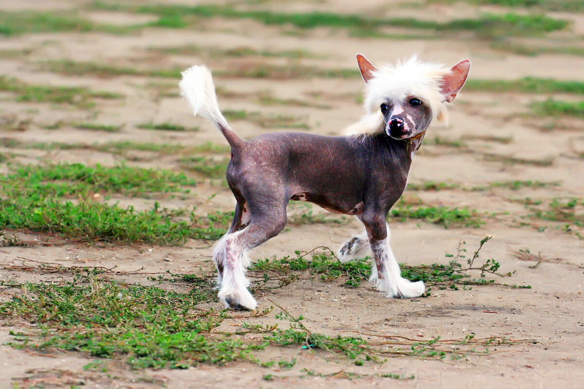 Мамуля, где мой гипоаллергенный корм? 