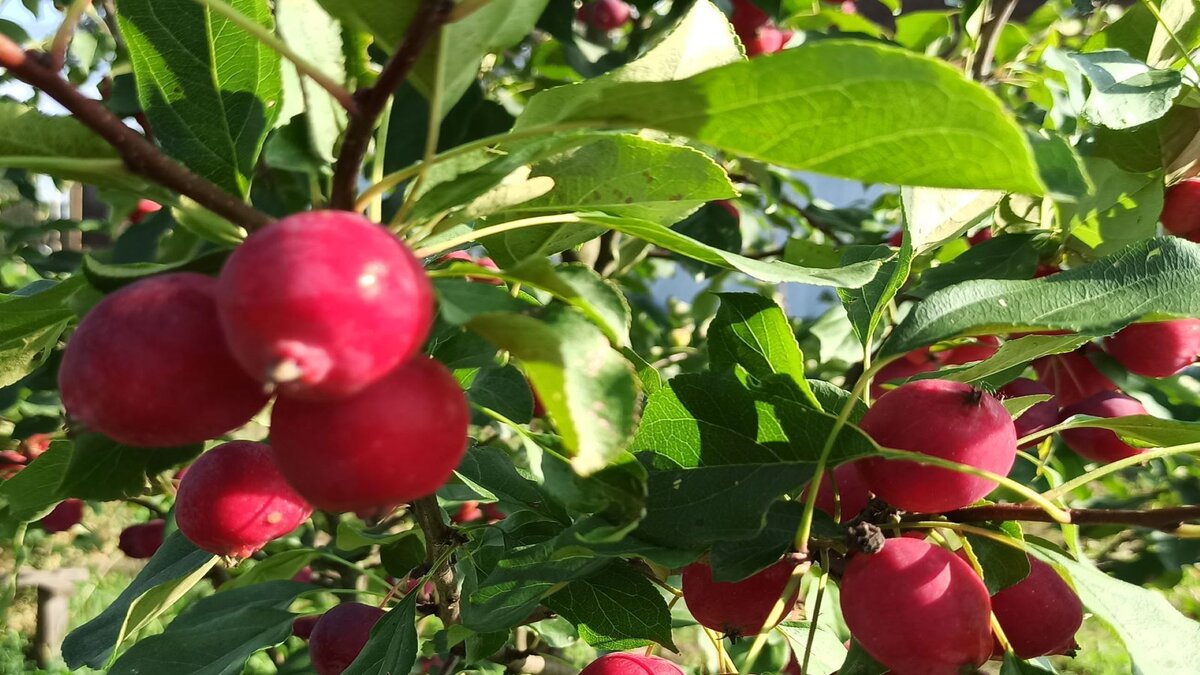 вот такая красота была