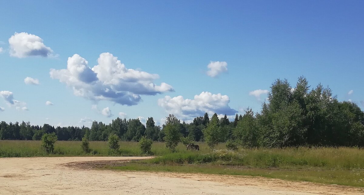 Найдите лося
